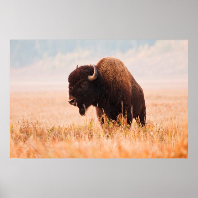 Affiche Troupeau de bisons d'Amérique (Bison Bison) à Teto (Devant)
