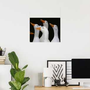 Affiche Troupeau de canards blancs photographique