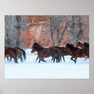 Affiche Troupeau de chevaux courant dans la neige