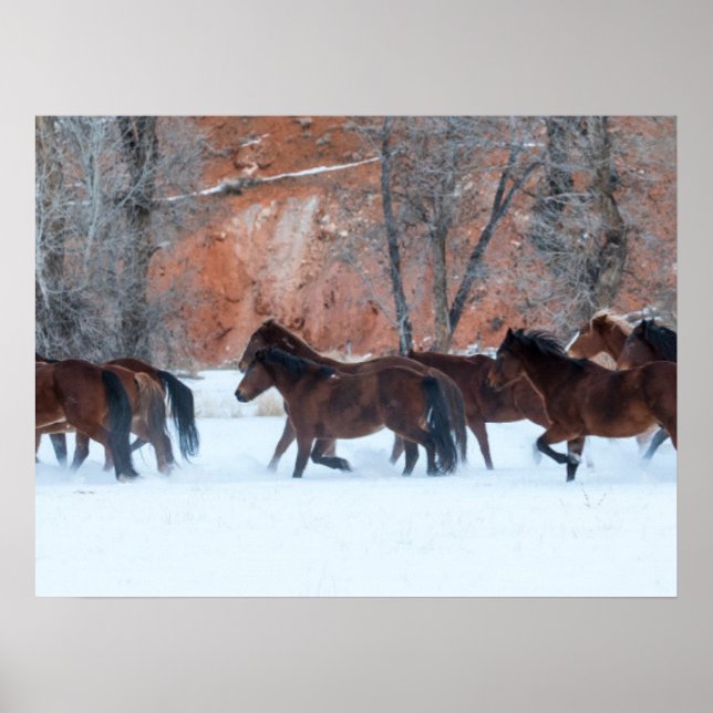Affiche Troupeau de chevaux courant dans la neige (Devant)