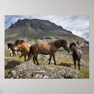 Affiche Troupeau de chevaux, près de Hofn, Islande