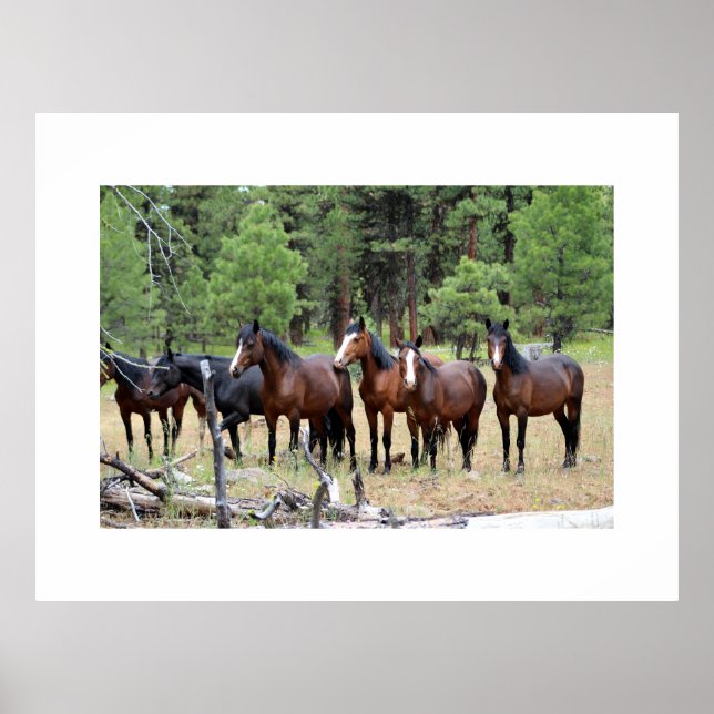 Affiche Troupeau de chevaux sauvages (Devant)