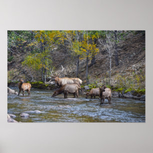 Affiche Troupeau de Wapitis dans la rivière Big Thompson