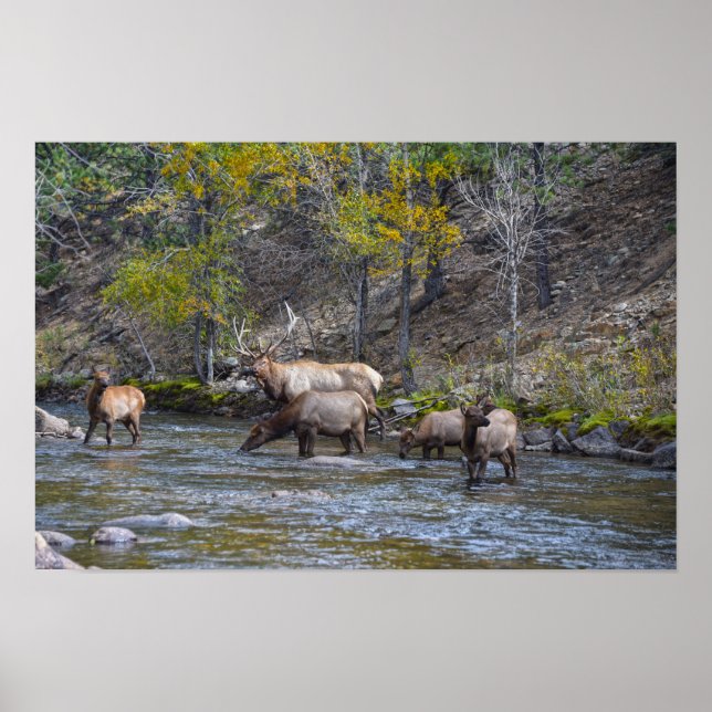 Affiche Troupeau de Wapitis dans la rivière Big Thompson (Devant)