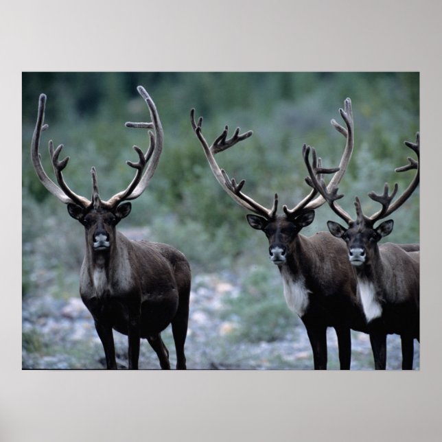 Affiche Troupeau de wapitis | Mt. Baring, Washington (Devant)