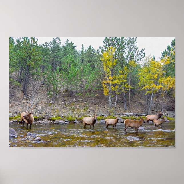 Affiche Troupeau de Wapitis Pataugeant dans la Rivière Big (Devant)
