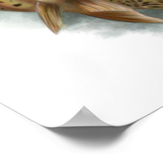 Affiche Truite à gorge jaune