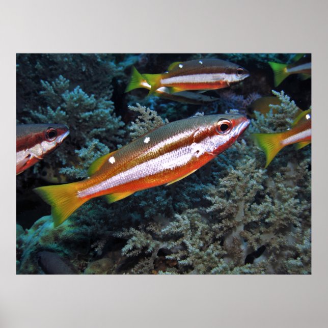 Affiche Truite de corail (Devant)