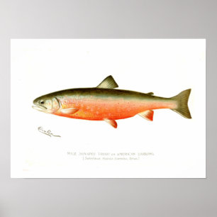 Affiche Truite masculine de Sunapee