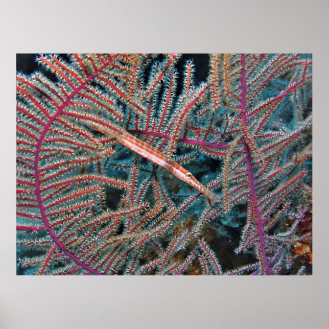 Affiche Trumpetfish dans le corail (Devant)