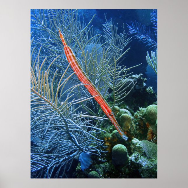 Affiche Trumpetfish in Utila (Devant)