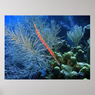 Affiche Trumpetfish in Utila
