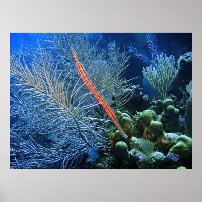 Affiche Trumpetfish in Utila (Devant)