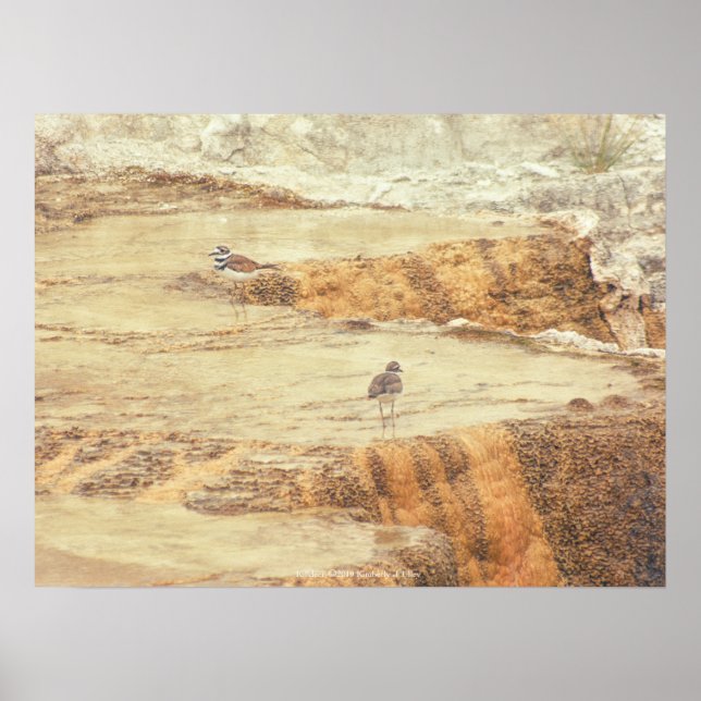 Affiche Tueur (Devant)
