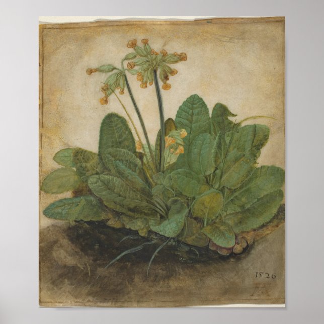 Affiche Tuft of Cowslips by Albrecht Durer (Devant)