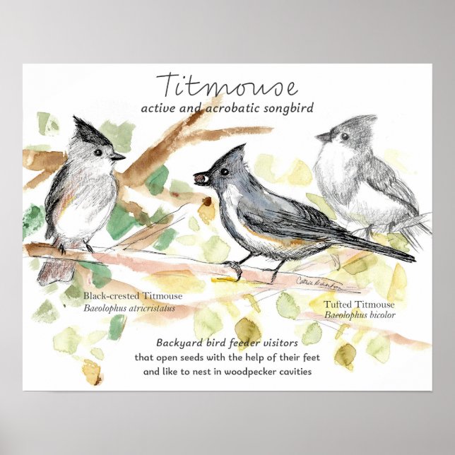 Affiche Tufted Titmouse Songbird Leaves Trees (Devant)