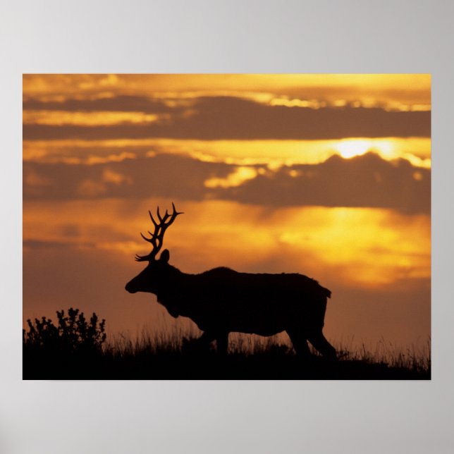 Affiche Tule Elk | Côte nationale Point Reyes (Devant)