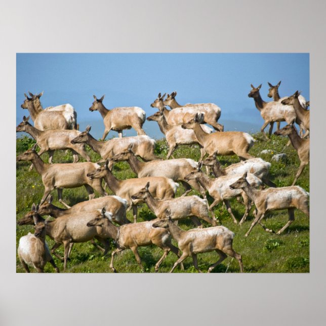 Affiche Tule Elk| Point Reyes National Seashore, CA (Devant)