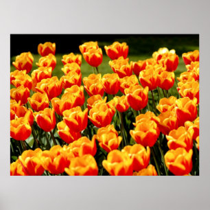 Affiche Tulières jaunes et rouges au printemps