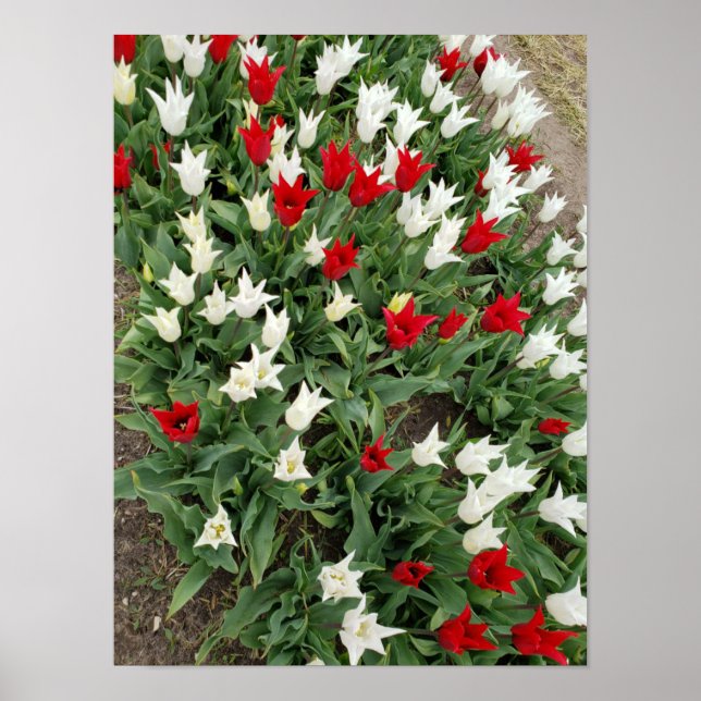 Affiche Tulières rouges et blanches (Devant)