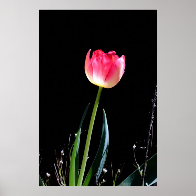 Affiche Tuliforme de printemps (Devant)