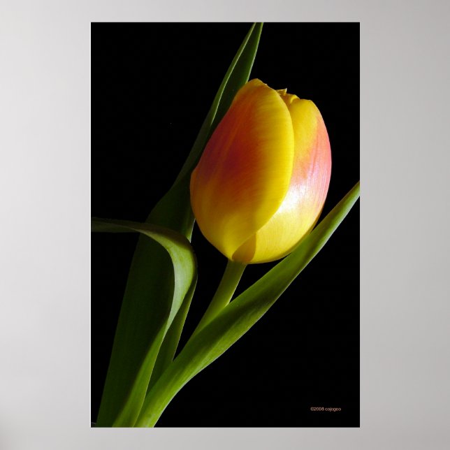 Affiche Tulip (Devant)