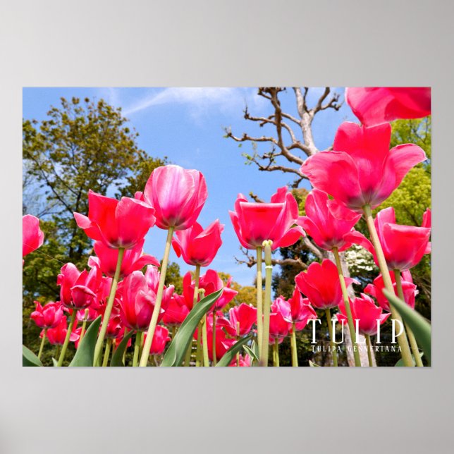 Affiche Tulip (Devant)