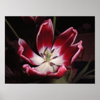 Affiche Tulip