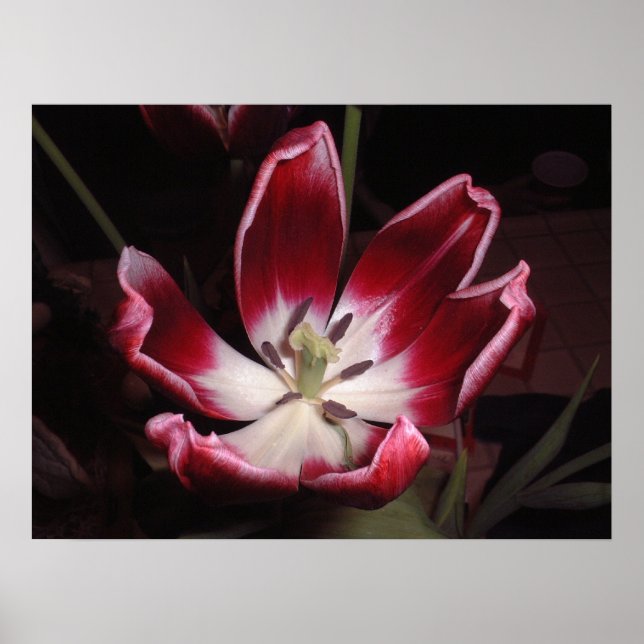Affiche Tulip (Devant)