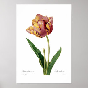 Affiche Tulip