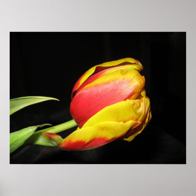 Affiche Tulip (Devant)