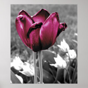 Affiche Tulip Art