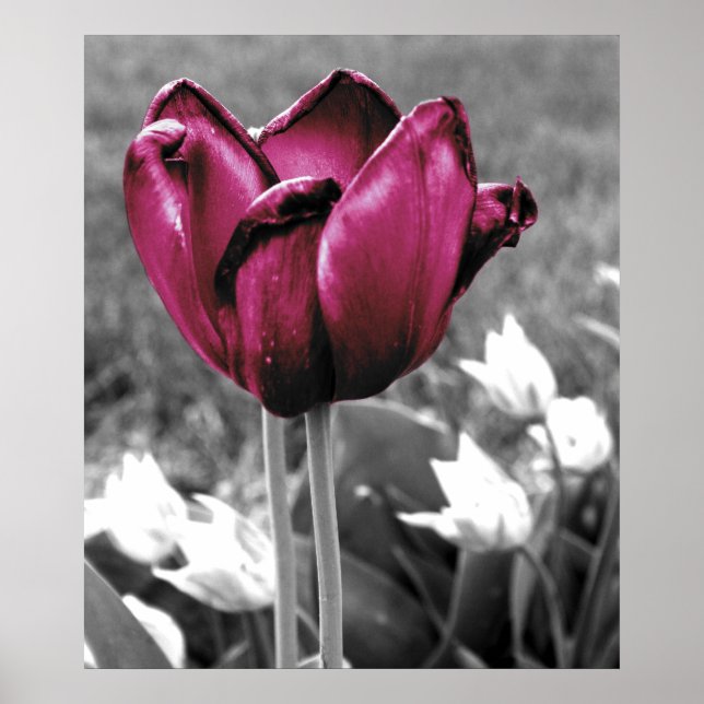 Affiche Tulip Art (Devant)