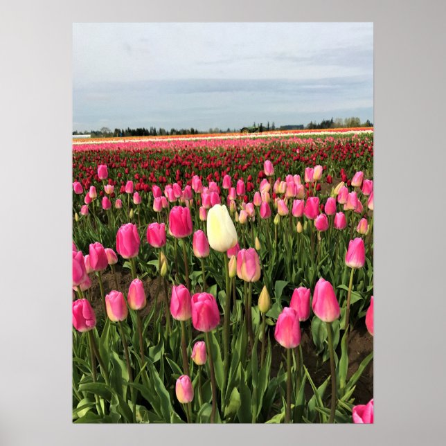 Affiche Tulip Farm (Devant)
