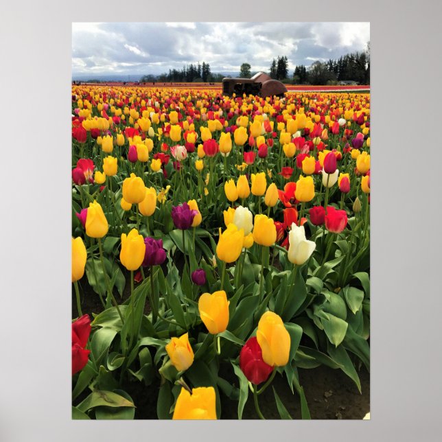 Affiche Tulip Field with Old Tractor, Oregon (Devant)