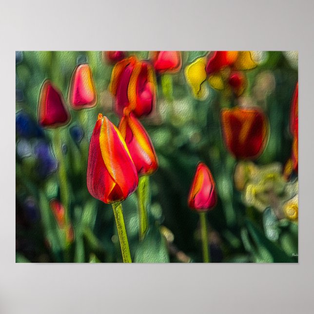 Affiche Tulip Garden Texté (Devant)