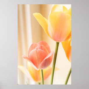 AFFICHE TULIP JAUNE ET ROUGE EN BLOOM FERMER PHOTO