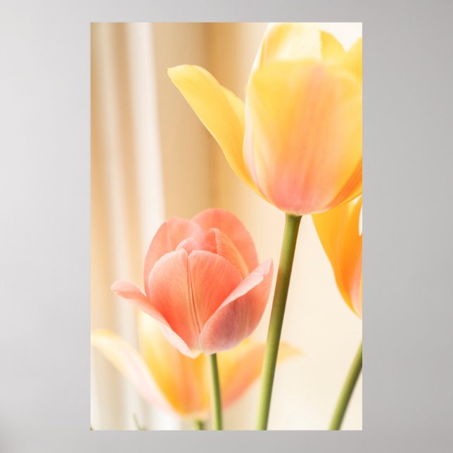 AFFICHE TULIP JAUNE ET ROUGE EN BLOOM FERMER PHOTO (Devant)