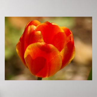 Affiche Tulip Orange
