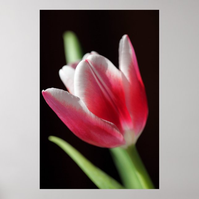 Affiche Tulip paisible (Devant)
