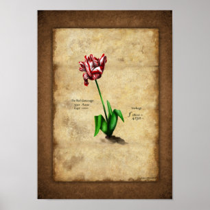 Affiche Tulip (Semper Auguste)