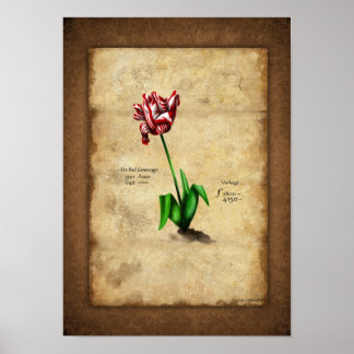 Affiche Tulip (Semper Auguste)