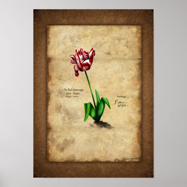 Affiche Tulip (Semper Auguste) (Devant)