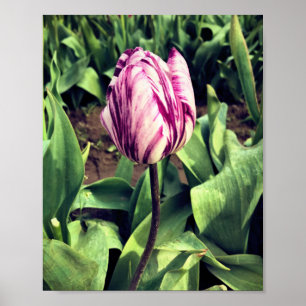 Affiche Tulipe à rayures violettes et blanches unique