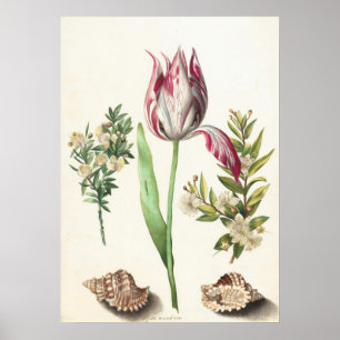 Affiche Tulipe avec coquillages Illustration botanique