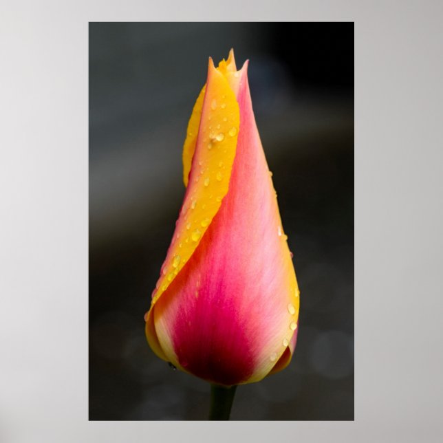 Affiche Tulipe avec gouttelettes d'eau 2 (Devant)