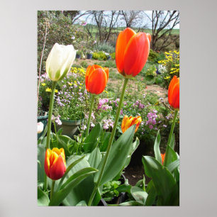 Affiche Tulipe blanche rouge Tulipe printemps Nature Poste