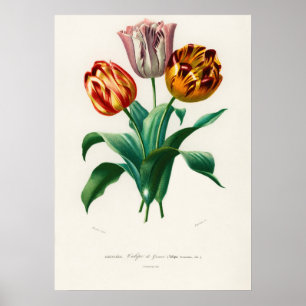 Affiche Tulipe de Didier (Tulipa gesneriana)