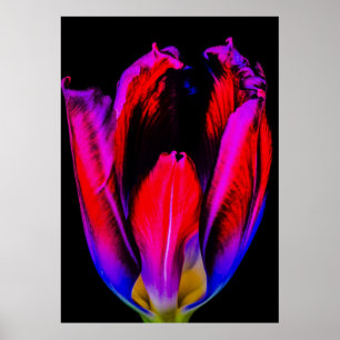Affiche Tulipe de Neon Glow