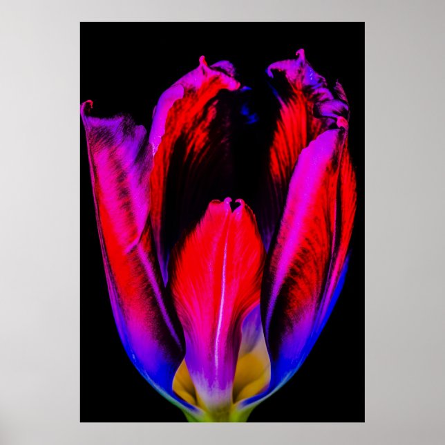 Affiche Tulipe de Neon Glow (Devant)